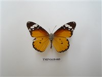 藏品(金斑蝶)的圖片